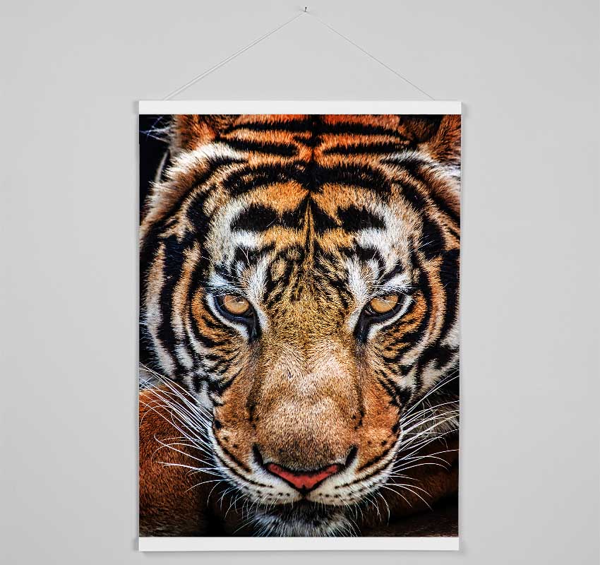 Beautiful Tiger Face Hanging Poster - Wallart-Direct UK