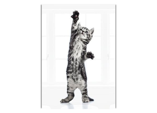 High Five Cat