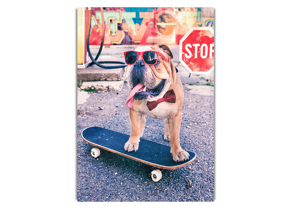 Englische Bulldogge Skateboarding