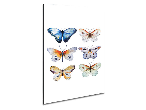 Butterfly Breeds