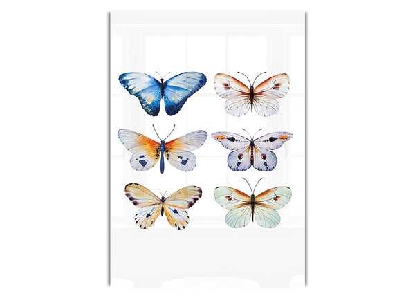 Butterfly Breeds