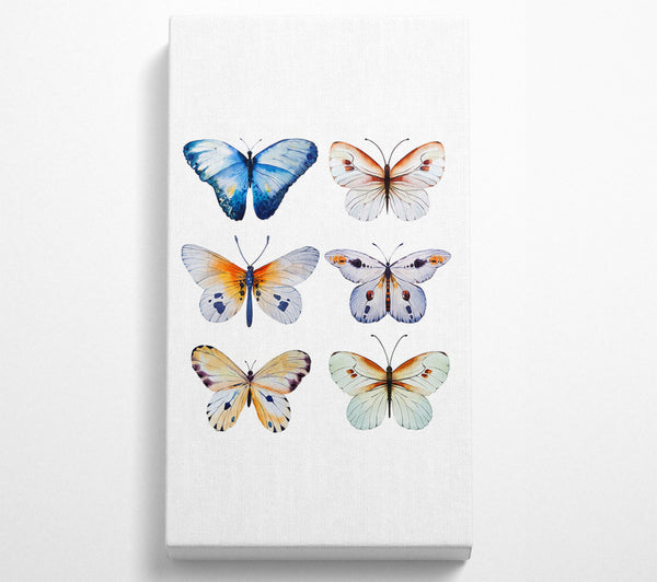 Butterfly Breeds