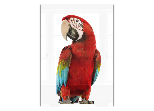 Blue Macaw Parrot