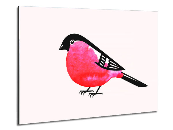 Pink Robin Breast