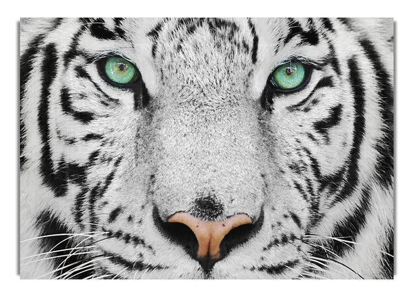 Green Eyed White Tiger