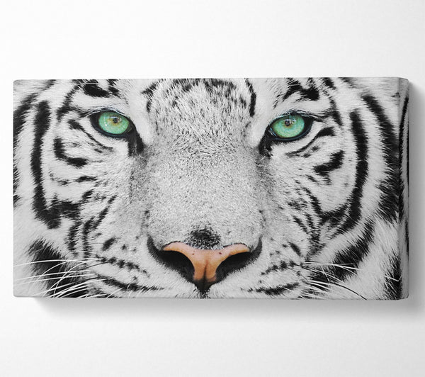 Green Eyed White Tiger