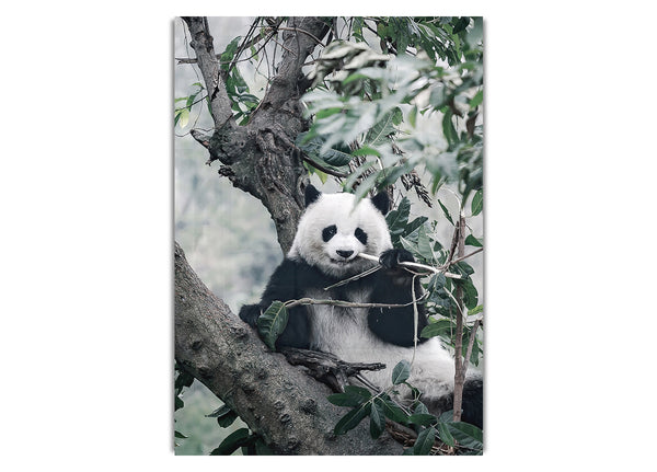 Panda Tree Lover