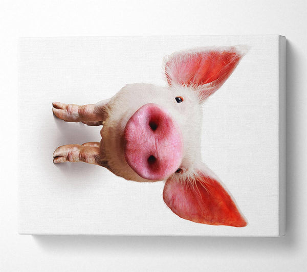 Picture of Curious Pig Canvas Print Wall Art