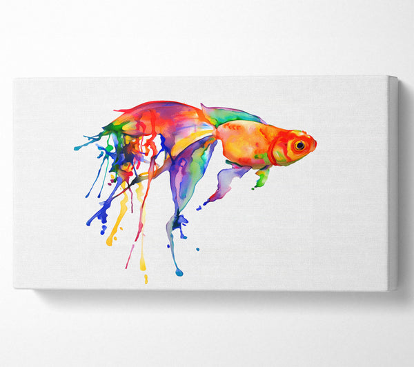 Rainbow Goldfish