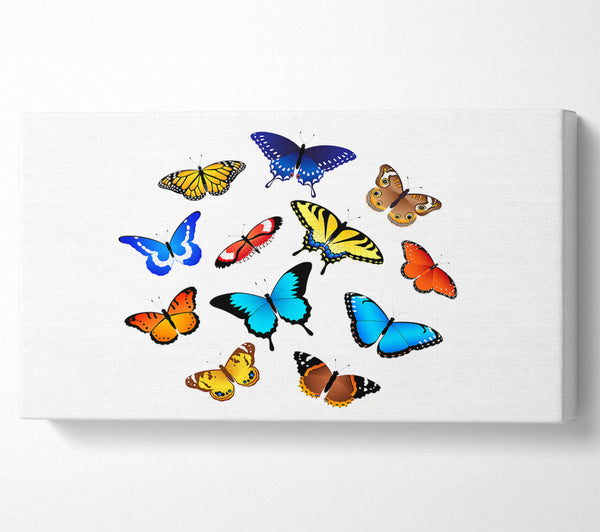 Colourful Butterflies