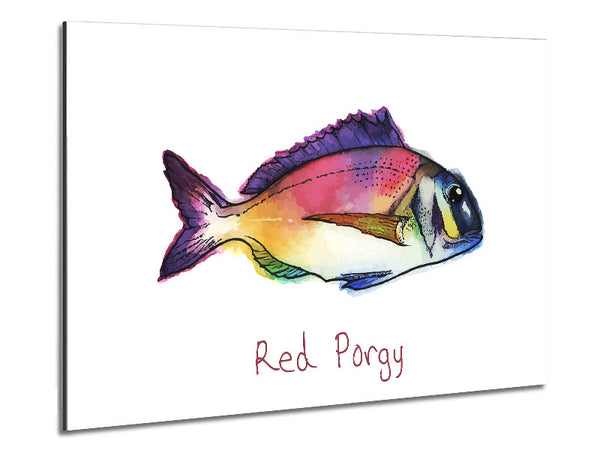 Red Porgy Rainbow