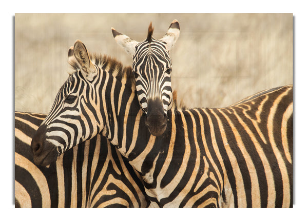 Zebra-Duo-Liebe