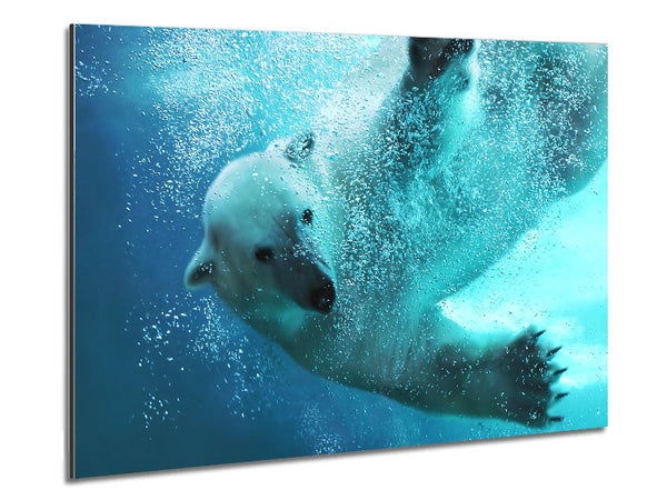 Polar Bear Swim