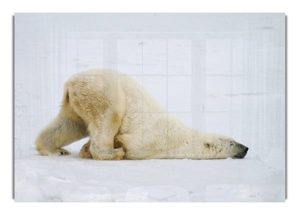 Polar Bear Itch