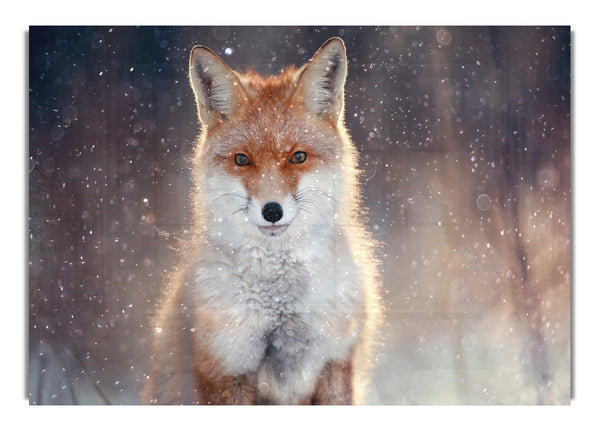 Fox In Winter