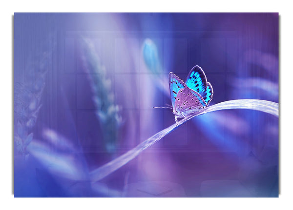 Purple Butterfly Wonder