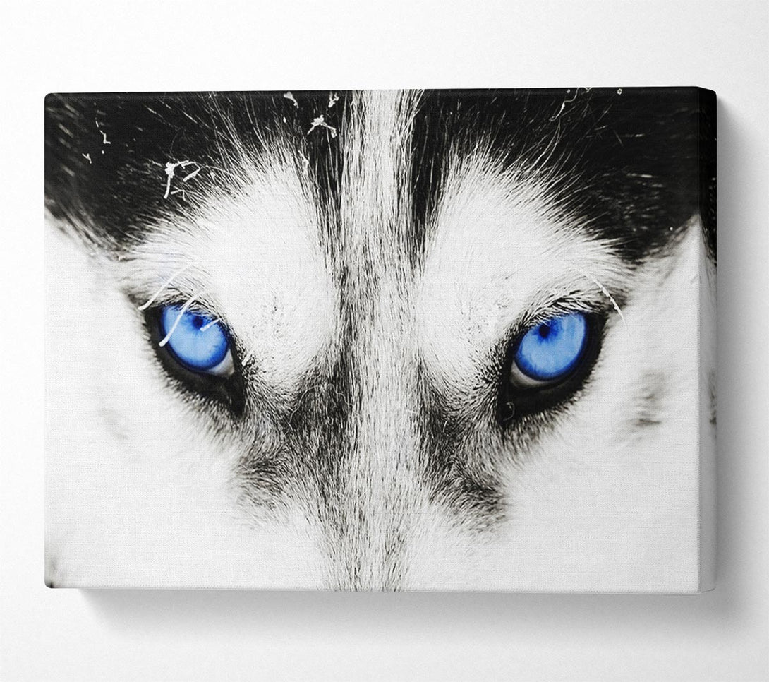 Picture of Husky Dog Blues Canvas Print Wall Art