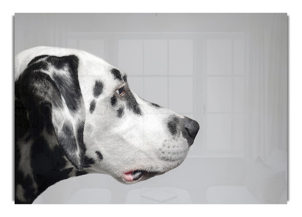 Dalmation Dog Face