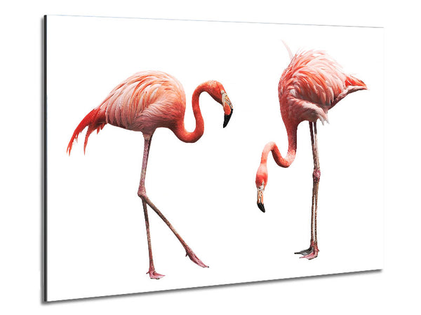 Pink Flamingo Duo