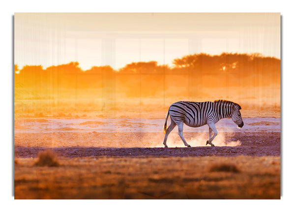 Zebra Roaming