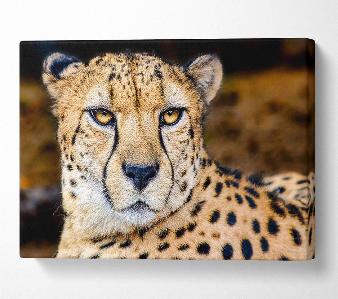 Picture of Beautiful Cheetah Face Canvas Print Wall Art