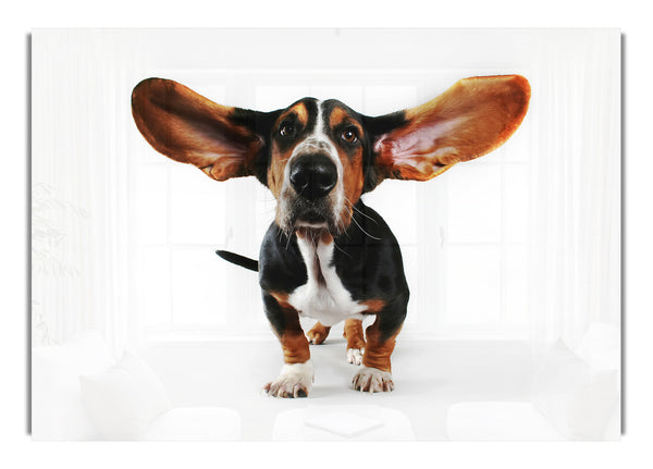 Basset Hound Ears