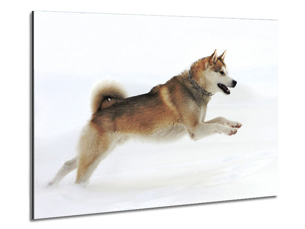 Husky Dog Snow Play