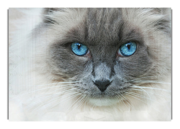 Ragdoll Cat Face