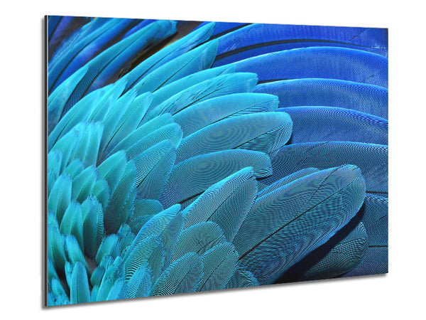 Parrot Feathers