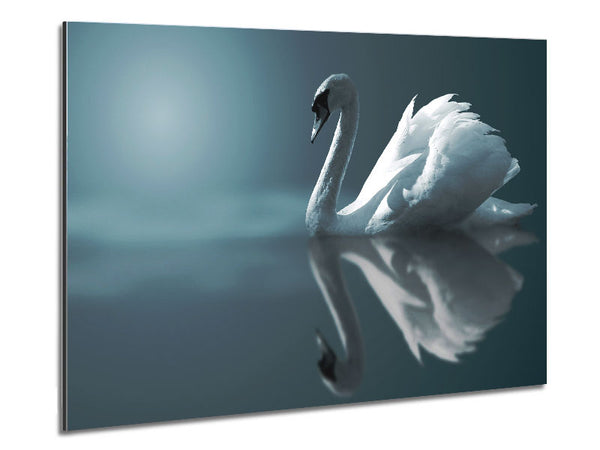 Swan Reflections