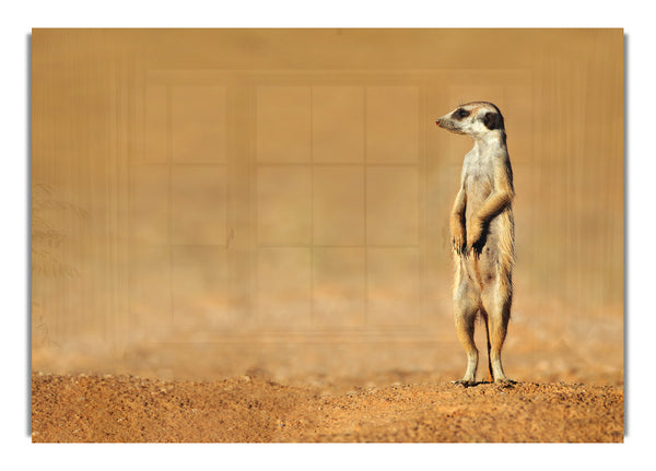 Meerkat Lost