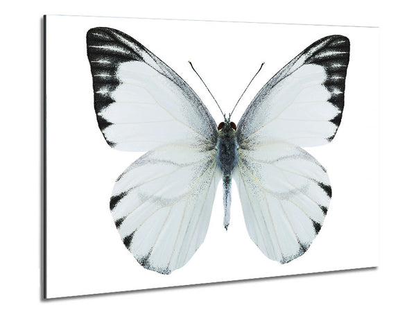 Black Tipped Butterfly Wings