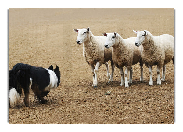 Sheepdog Roundup