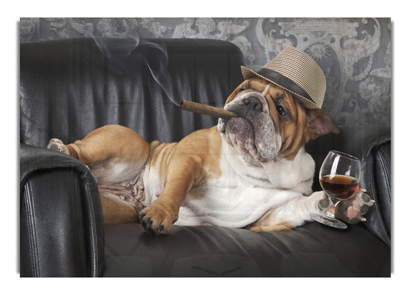 British Bulldog Chillin