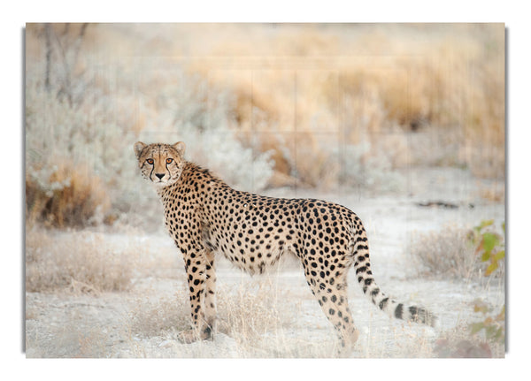 Wild Cheetah