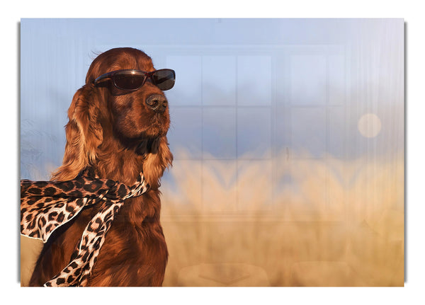 Glamorous Irish Setter Dog