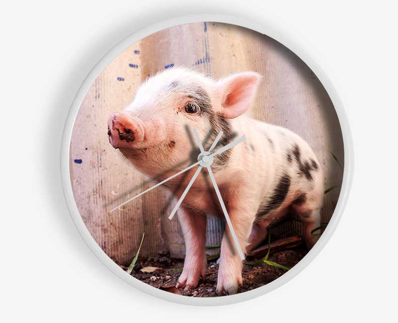 Micro Pig Clock - Wallart-Direct UK