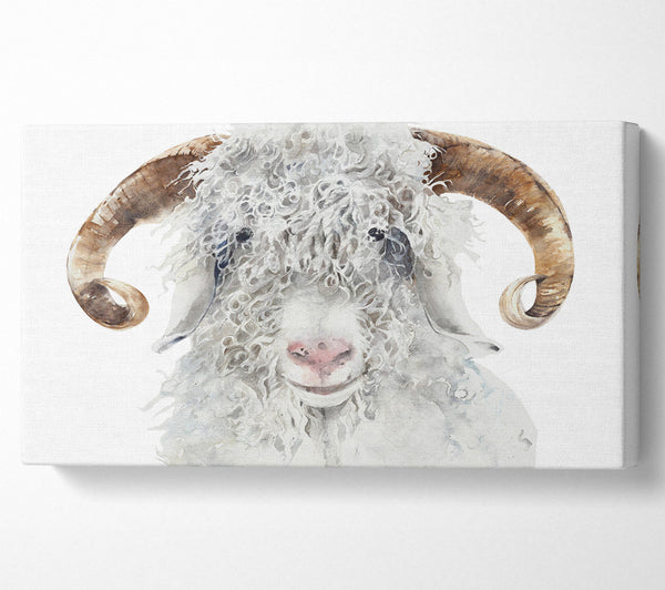 Sheep Beauty