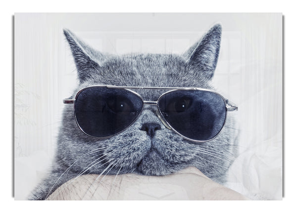 Kitty Cat Cool