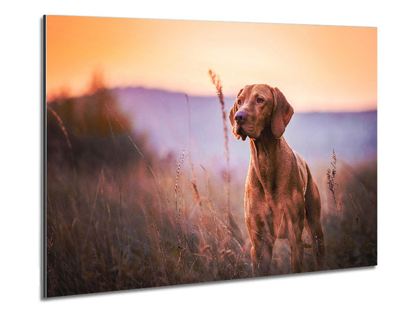 Vizsla Sunset Dog