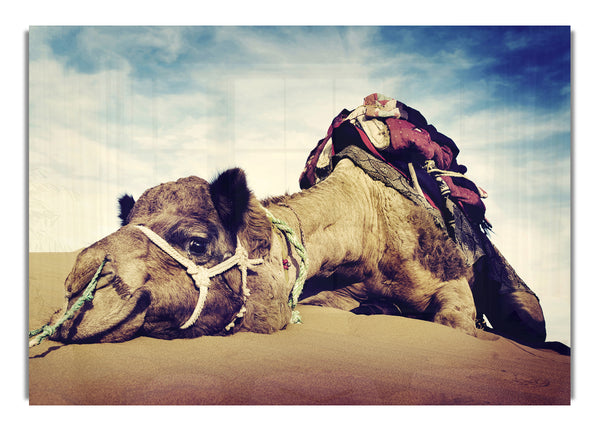 Camel Rest