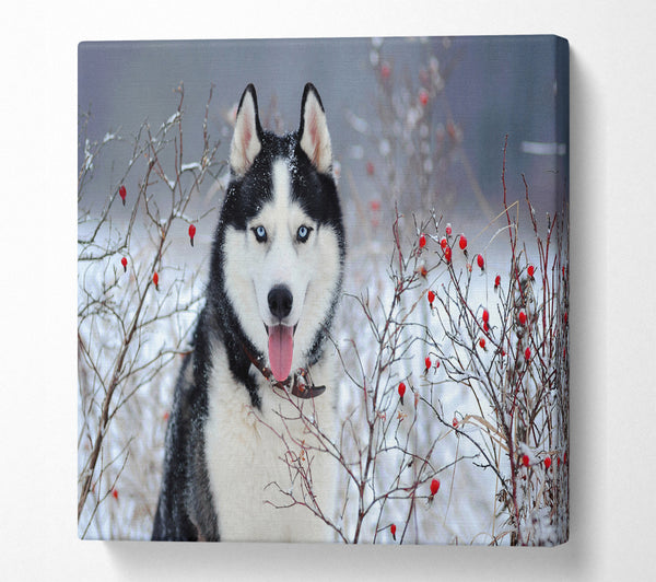 A Square Canvas Print Showing Husky Dog In The Winter Square Wall Art