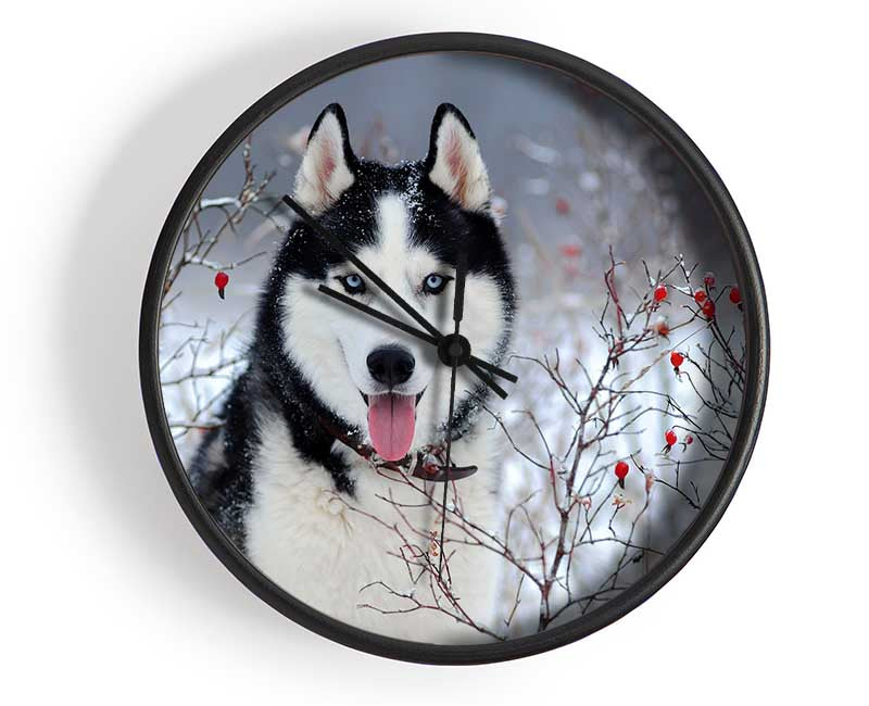 Husky Dog In The Winter Clock - Wallart-Direct UK