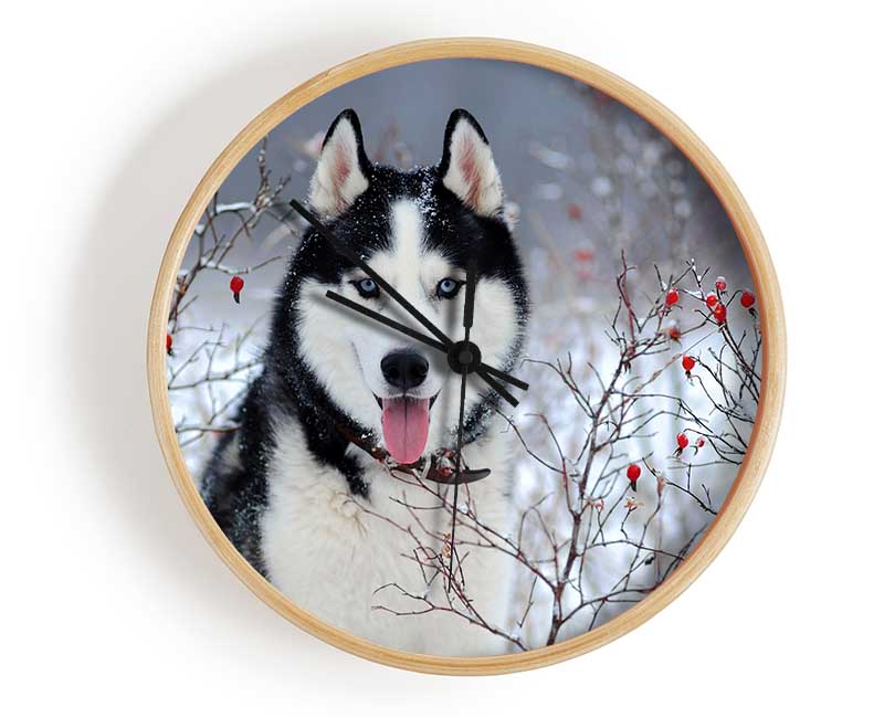 Husky Dog In The Winter Clock - Wallart-Direct UK