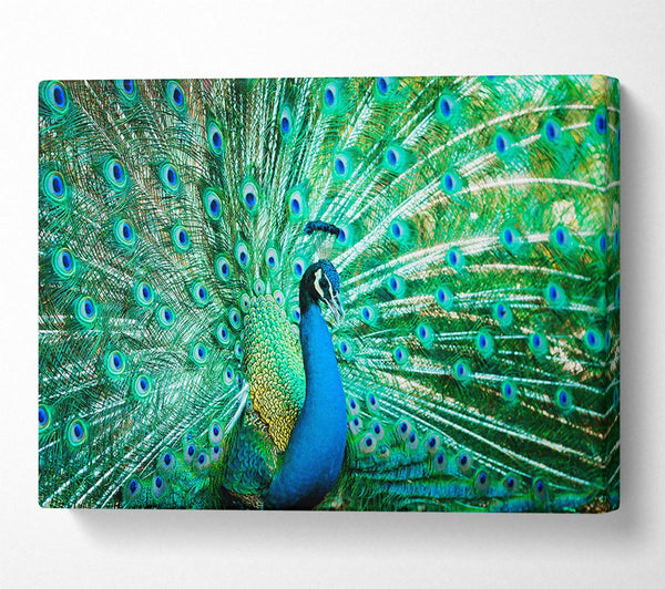 Picture of Peacock Feather Glory Canvas Print Wall Art