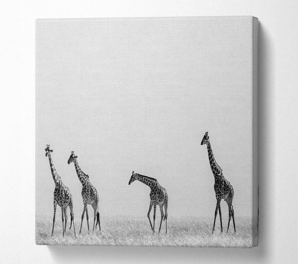 A Square Canvas Print Showing Giraffe Safari LineUp Square Wall Art