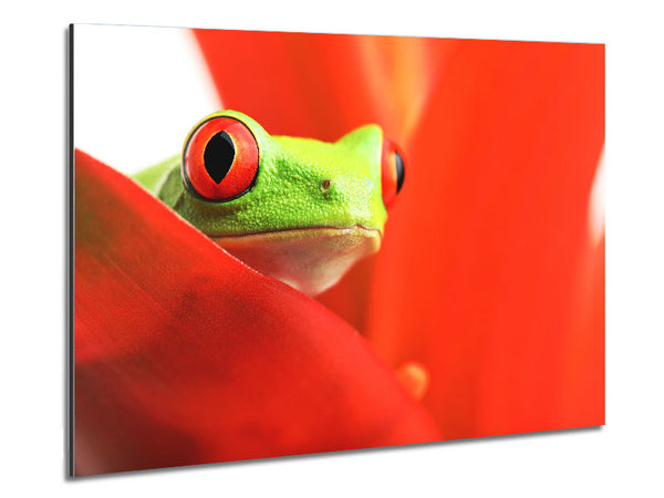 Red Leaf Frog