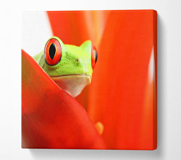 A Square Canvas Print Showing Red Leaf Frog Square Wall Art