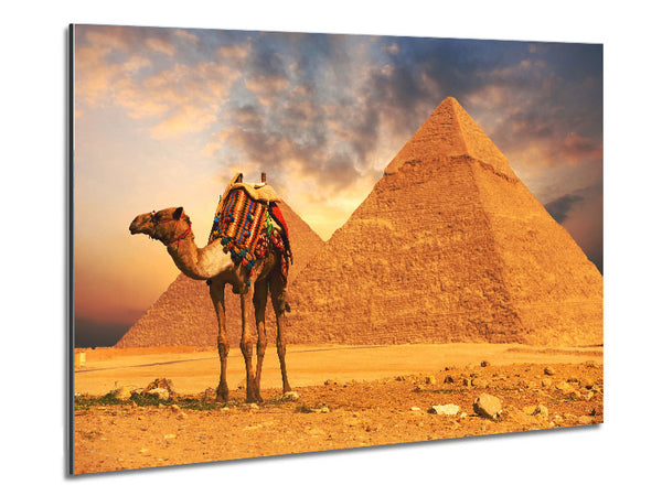 Camel Pyramids