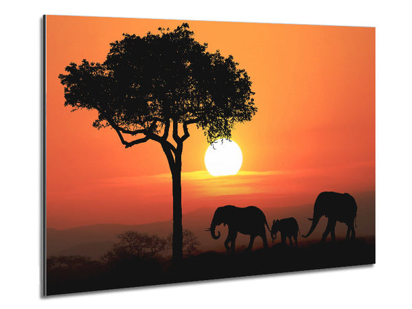 Elephant Safari Sunset